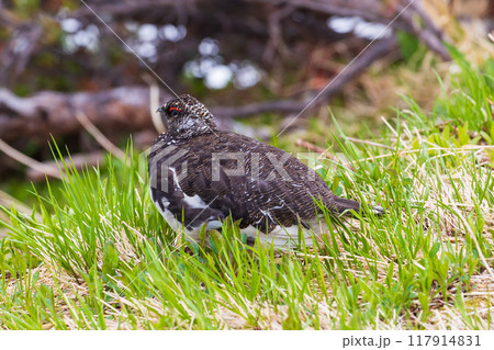 初夏の立山黒部アルペンルート　雪が残る室堂平　ライチョウ 117914831