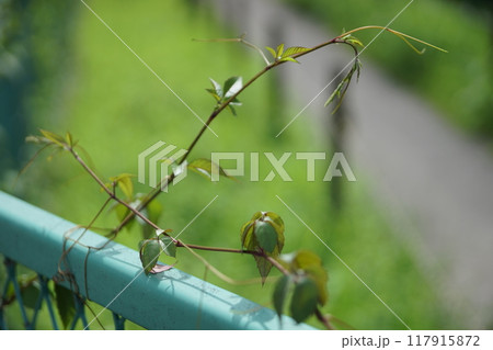 伸びたつる状の植物 117915872