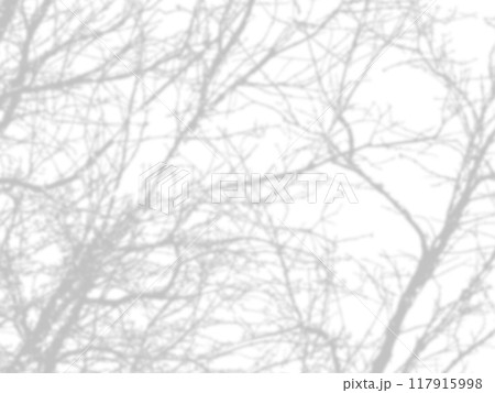 shadow of the tree branches that no leaves on white wall shadow of the tree branches that no leaves on white wall 117915998