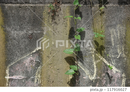 コンクリートの壁に生える植物 117916027