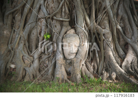 Famous Buddha head in tree roots at Wat Mahathat is considered a very important temple is Unesco World Heritage Site in Ayutthaya Historical Park in Thailand. 117916183