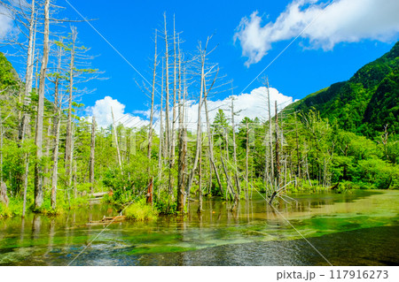岳沢湿原と枯れ木 岳沢湿原と枯れ木 117916273