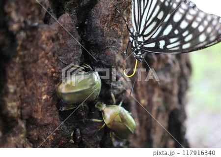 樹液に群がる虫たち 樹液に群がる虫たち 117916340