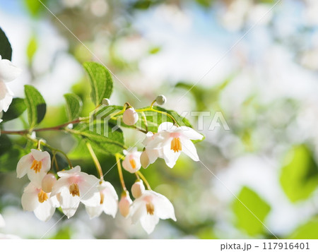 白いエゴノキの花 117916401