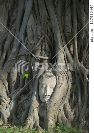 Famous Buddha head in tree roots at Wat Mahathat is considered a very important temple is Unesco World Heritage Site in Ayutthaya Historical Park in Thailand. 117916444