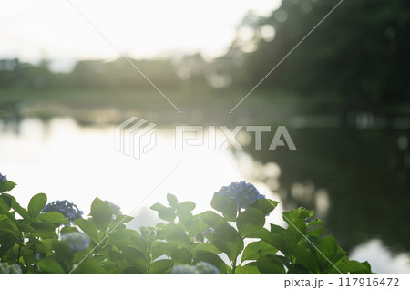 夕暮れの紫陽花(矢吹町・大池公園) 夕暮れの紫陽花(矢吹町・大池公園) 117916472