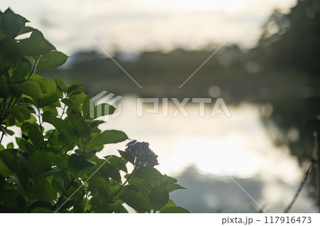 夕暮れの紫陽花（矢吹町・大池公園） 117916473