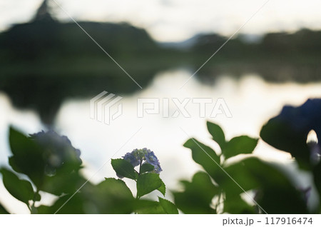 夕暮れの紫陽花（矢吹町・大池公園） 117916474
