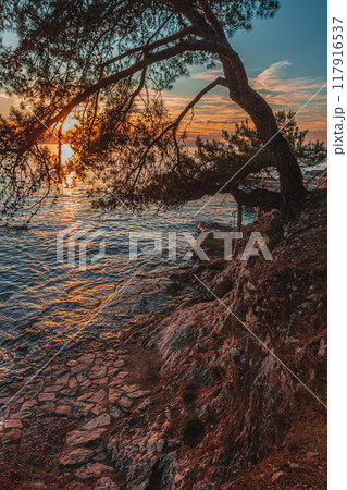Sunset on the coast under pine trees Sunset on the coast under pine trees 117916537