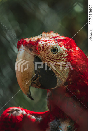 portrait of red macaw parrot at the Papago Park portrait of red macaw parrot at the Papago Park 117916600