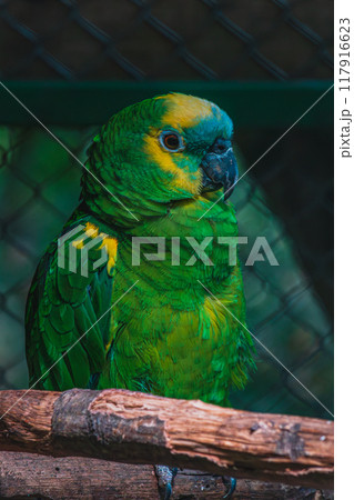 Blue-Fronted Amazon Parrot or Turquoise Fronted Amazon Parrot 117916623