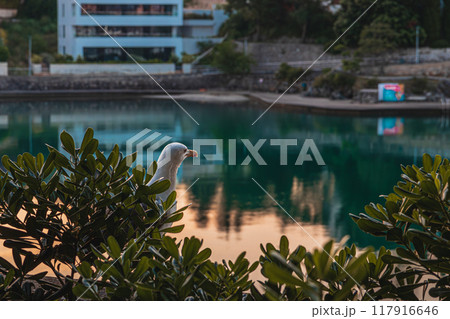 Krk Croatia A seagull is standing behind the green leaves of a tree in the park 117916646
