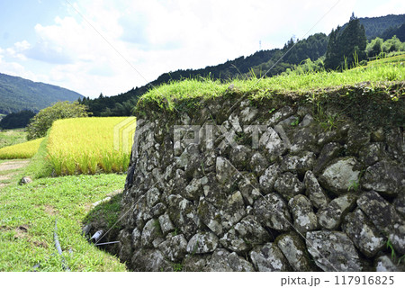 坂折棚田の稲刈り 117916825