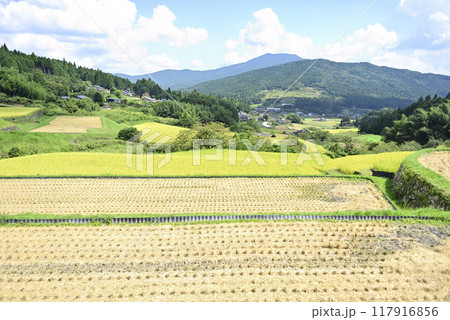 坂折棚田の稲刈り 117916856