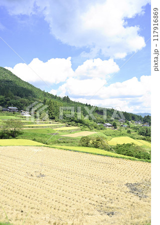 坂折棚田の稲刈り 坂折棚田の稲刈り 117916869