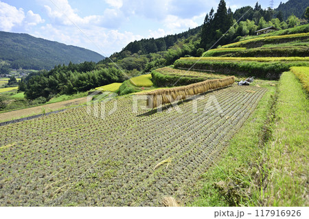 坂折棚田の稲刈り 117916926