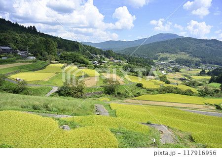 坂折棚田の稲刈り 117916956