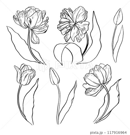 Tulips graphics outline with summer flowers 117916964