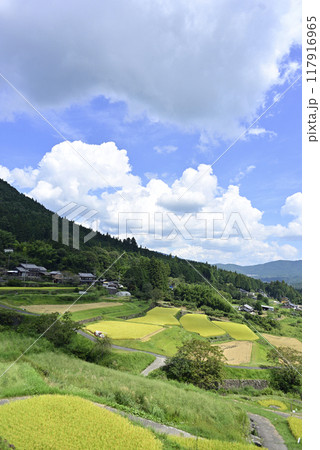 坂折棚田の稲刈り 117916965