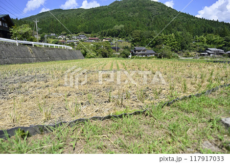 坂折棚田の稲刈り 117917033