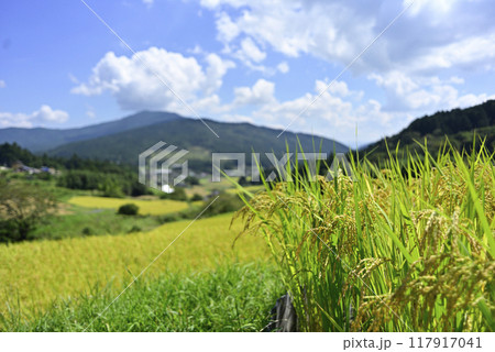 坂折棚田の稲刈り 117917041