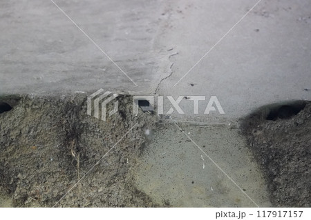 燕の巣が橋の下にできてる 117917157