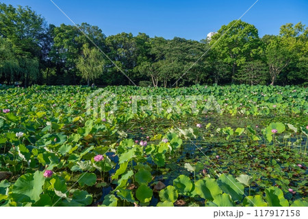 青空バックに見る満開のハス池の情景 青空バックに見る満開のハス池の情景 117917158