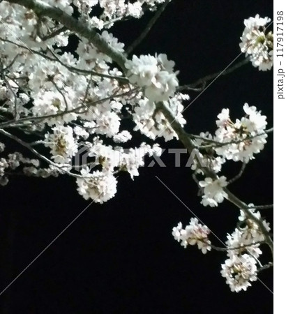 夜桜 117917198