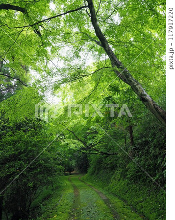 新緑のこんぴらさん(金刀比羅宮)裏参道【香川県仲多度郡琴平町】2 新緑のこんぴらさん(金刀比羅宮)裏参道【香川県仲多度郡琴平町】2 117917220