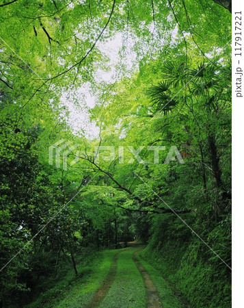 新緑のこんぴらさん（金刀比羅宮）裏参道【香川県仲多度郡琴平町】3 117917221