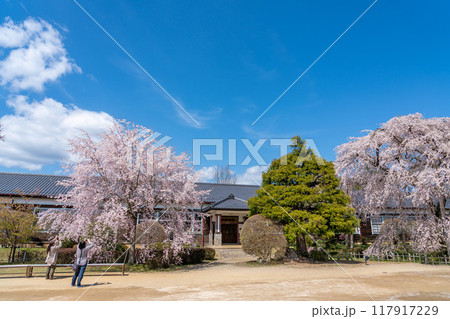 長野県飯田市　杵原学校の満開のしだれ桜を撮る女性 117917229