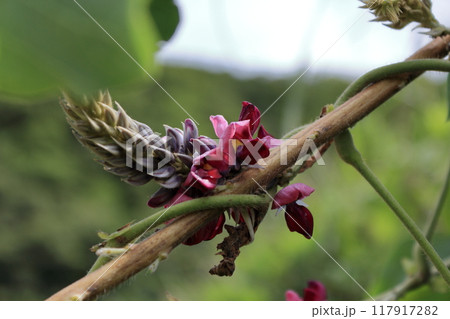 葛の花 葛の花 117917282