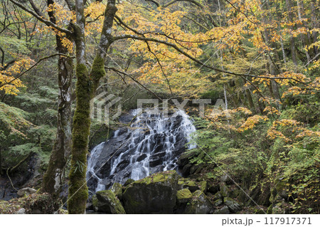 紅葉の江竜田の滝 紅葉の江竜田の滝 117917371