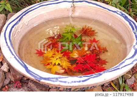 檀林寺のモミジ 117917498
