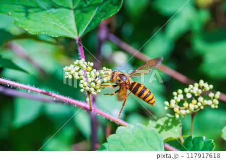 ノブドウ（山葡萄）の茂みの中で餌を探し飛行するスズメバチ 117917618