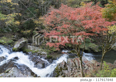 紅葉の江竜田の滝 117917848
