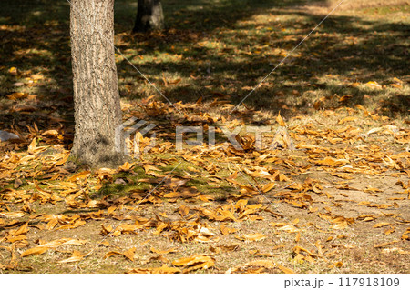 秋の落ち葉 117918109