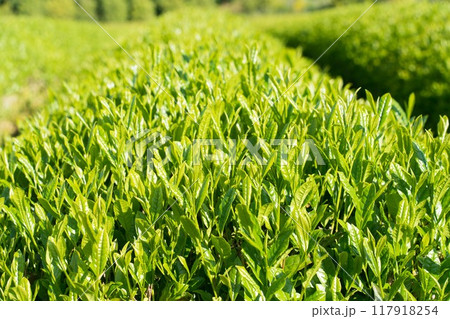 富士宮市　新緑の茶畑 117918254