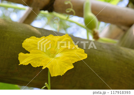 ヒョウタン ヒョウタン 117918393