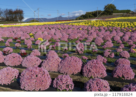 菊の花 菊の花 117918824