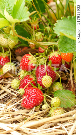 Lush Field of Fresh Ripe Strawberries Ready for Harvest in the Warm Summer Sunlight 117918932