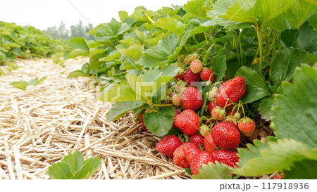 Lush Field of Fresh Ripe Strawberries Ready for Harvest in the Warm Summer Sunlight 117918936