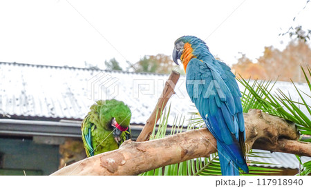 Brightly colored parrot on a branch with blurred foliage in the background 117918940