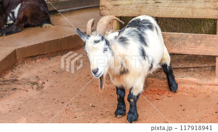 Close-up portrait of a curious goat on a rural farm looking at the camera with big, brown eyes 117918941