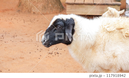 Close-up portrait of a curious goat on a rural farm looking at the camera with big, brown eyes 117918942