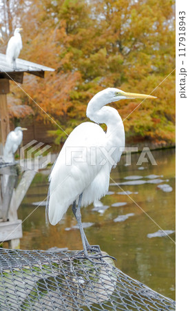 White Great Egret Bird on Rock by Pond in Autumn with Colorful Trees 117918943