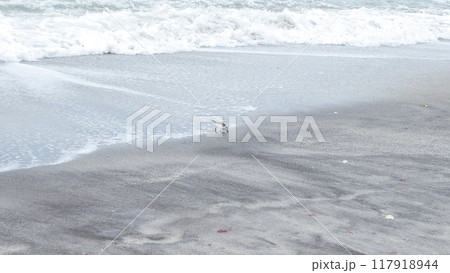 Single brown bird standing on the wet sand near the ocean under the cloudy sky. 117918944