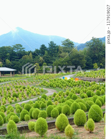 国営讃岐まんのう公園2024年8月【香川県仲多度郡まんのう町】2 国営讃岐まんのう公園2024年8月【香川県仲多度郡まんのう町】2 117919027
