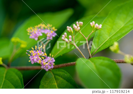 薄紫色の小さな花と蕾~ムラサキシキブ~ 薄紫色の小さな花と蕾~ムラサキシキブ~ 117919214