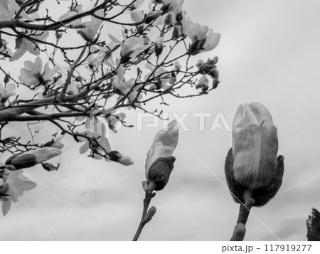 北国の春～辛夷咲く～ 117919277